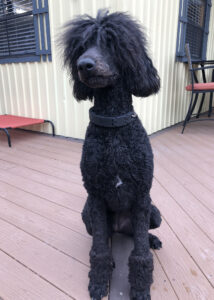 photo of black standard poodle "Betty".